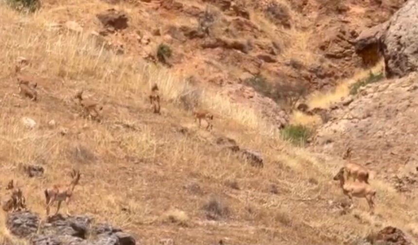 Malatya'da koruma altındaki yaban keçileri sürü halinde objektife yansıdı
