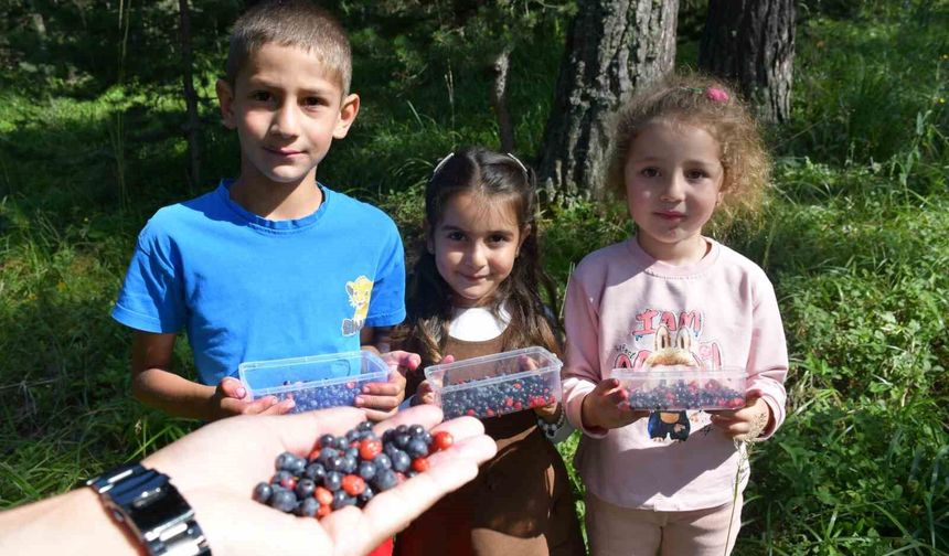 Sarıkamış’ta ormanlar dağ çileği ve yaban mersini ile doldu