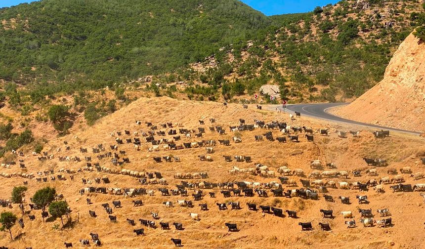 Hizan’da dağlar sürülerle renklendi