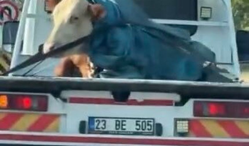 Görenler şaşkına döndü: Çekicinin yükü tosun çıktı