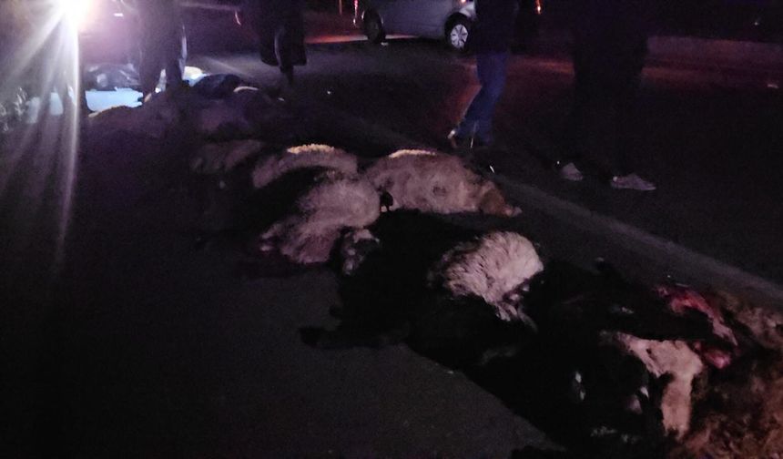 Adilcevaz’da trafik kazası: Çok sayıda koyun telef oldu