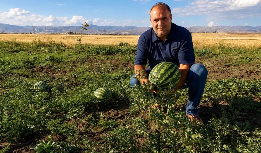Ağrı'da yetişen kavun ve karpuzlar tezgâhlara hazırlanıyor