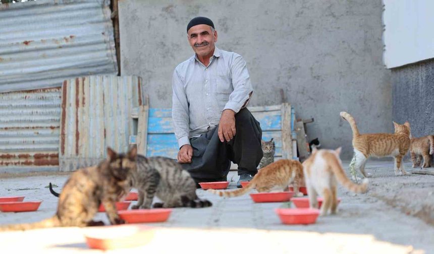 Elazığ’da 50 kediye yuva oldu: 10 yıldır bakımlarını üstleniyor