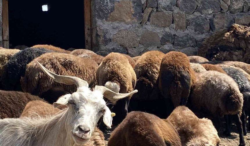 Patnos’ta koyun sağımı mesaisi sürüyor: Küçükbaş üreticileri yoğun çalışıyor