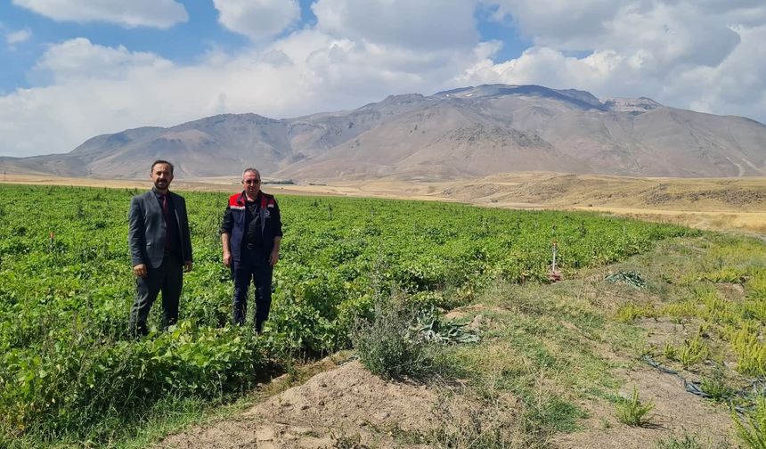 Adilcevaz’da fasulye tarlalarında üretim kontrolleri yapıldı