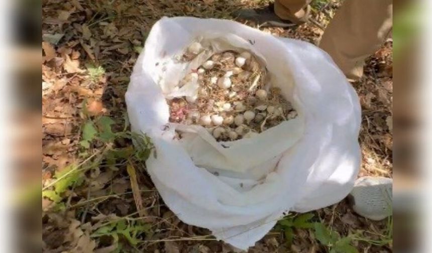 Sarımsağı söktüler, 2 milyon lira ceza yediler