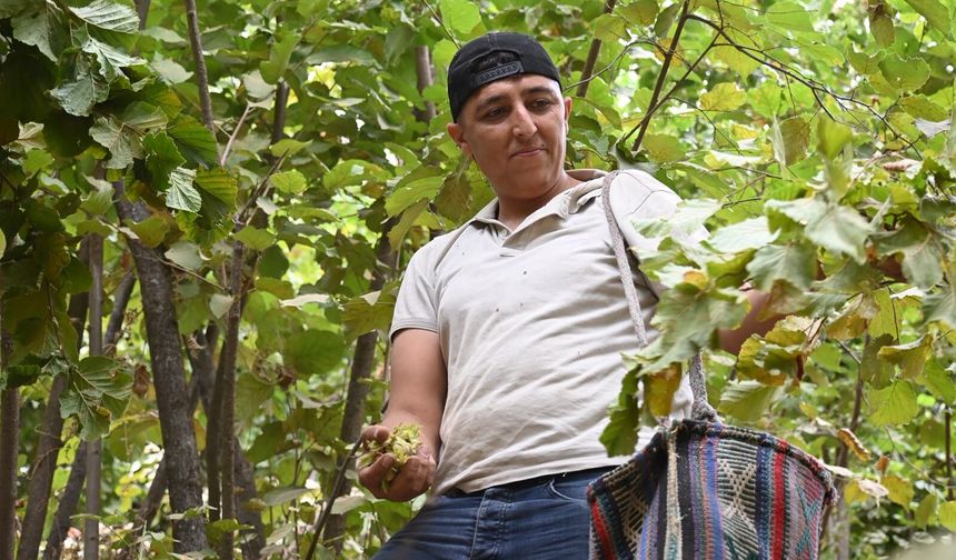 Hizan’da fındık hasadı başladı: Bu yıl yüksek rekolte bekleniyor