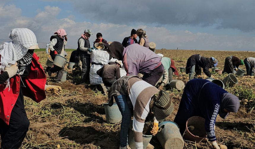 Adilcevaz’da patates tarlalarında  zorlu ekmek mücadelesi