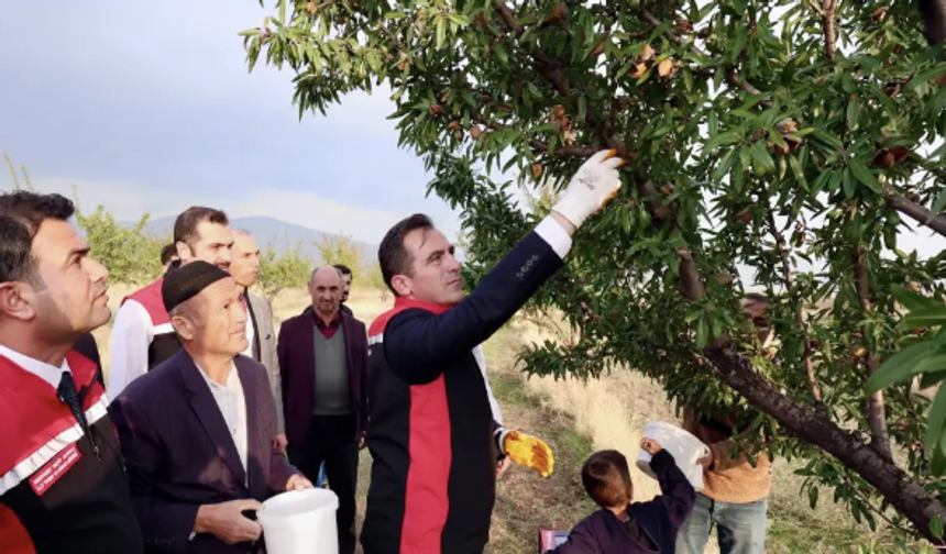 Bitlis Valisi Karakaya, Güroymak’ta badem hasadına katıldı