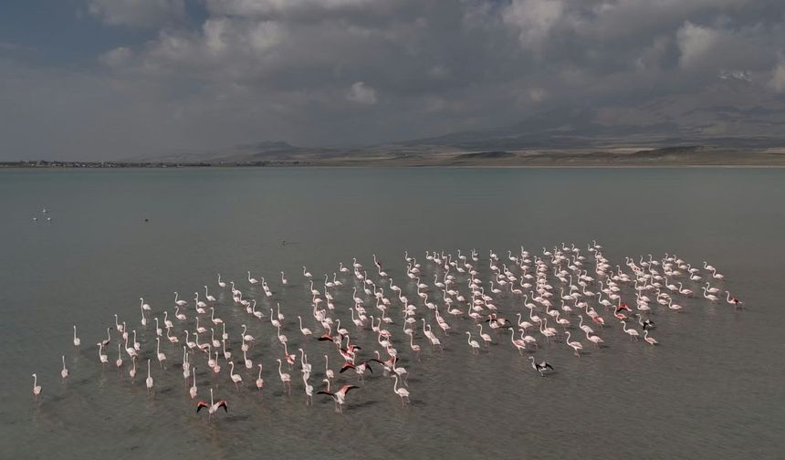 Flamingolar, Arin Gölü’ne bu yıl gecikmeli geldi