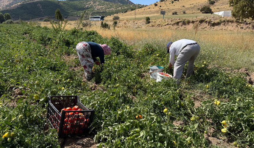 Tatvan’da havaların soğumasıyla domates hasadı hızlandı