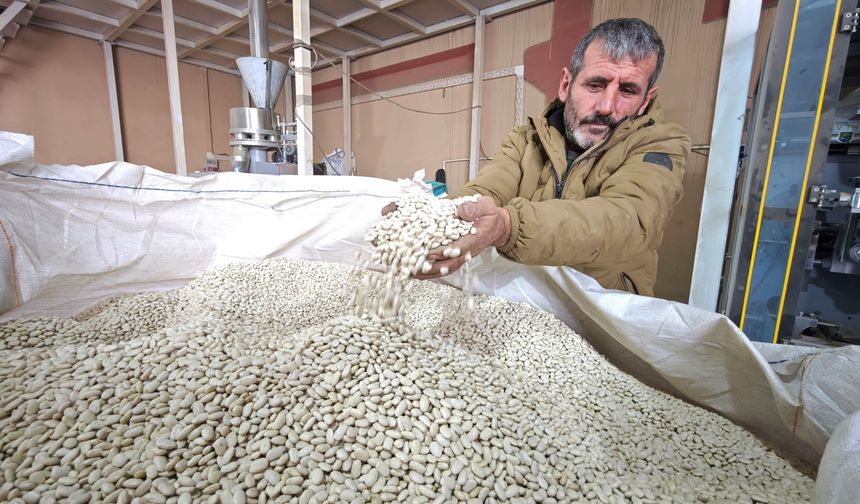 Ahlat, yemeklik ve tohumluk kuru fasulyede Türkiye’nin üretim merkezi oldu